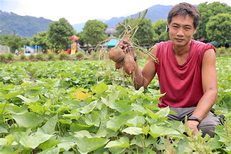 賴家兄弟地瓜田|地瓜葉的地瓜不能吃？認識常見5大品種，到新北金山汪汪地瓜園。